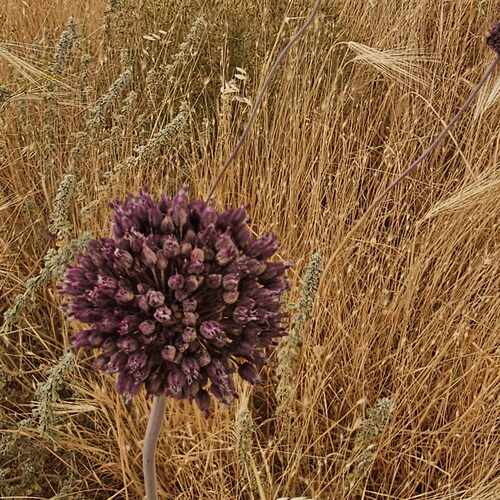 Allium truncatum