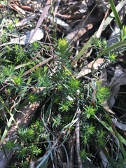 Acrotriche serrulata