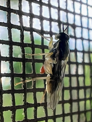 Solva pallipes photo 6