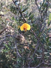 Bossiaea cinerea