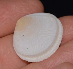 Pseudarcopagia botanica