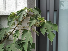 Broussonetia papyrifera