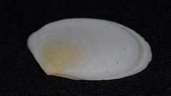 Pseudarcopagia botanica