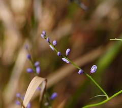 Comesperma volubile