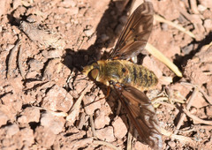 Poecilanthrax alcyon