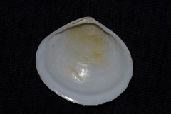 Pseudarcopagia botanica