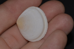 Pseudarcopagia botanica