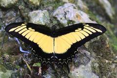 Heraclides androgeus