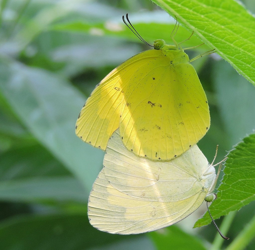 남방노랑나비 from Masanjor on 2019년 09월 22일 (일) at 02:12 오후 by Subhajit Roy · iNaturalist 남방노랑나비 (Terias hecabe)