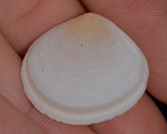 Pseudarcopagia botanica