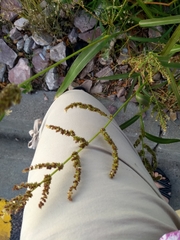 Echinochloa crus-galli