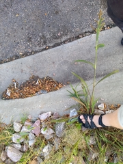 Echinochloa crus-galli