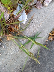 Echinochloa crus-galli