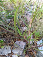 Echinochloa crus-galli