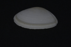 Pseudarcopagia botanica