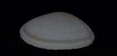 Pseudarcopagia botanica