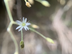 Stellaria vestita