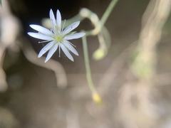 Stellaria vestita