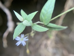 Stellaria vestita