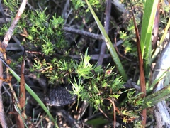Hibbertia fasciculata