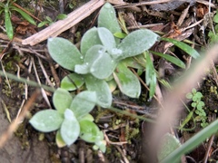 Pseudognaphalium adnatum