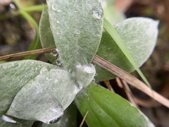 Pseudognaphalium adnatum