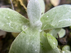 Pseudognaphalium adnatum