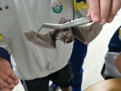 Pipistrellus abramus