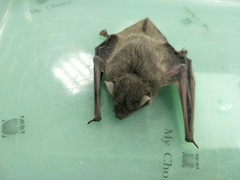 Pipistrellus abramus