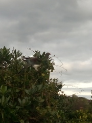 Hemiphaga novaeseelandiae