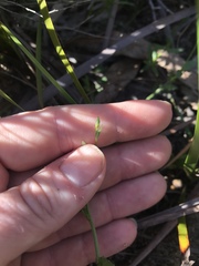 Wahlenbergia gracilenta