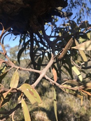Lorantheae
