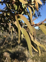 Lorantheae