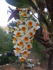 Dendrobium thyrsiflorum