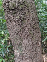 Quercus serrata