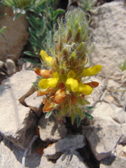Dalea prostrata