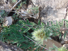 Dalea prostrata
