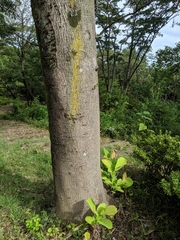 Magnolia obovata