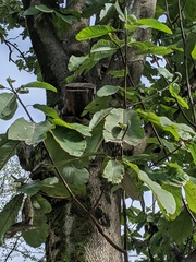 Magnolia obovata