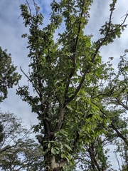 Magnolia obovata