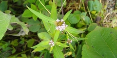 Crusea hispida