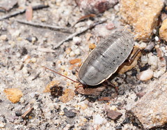 Polyzosteria limbata