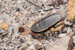 Polyzosteria limbata