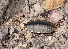 Polyzosteria limbata