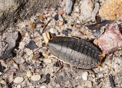 Polyzosteria limbata