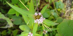 Crusea hispida