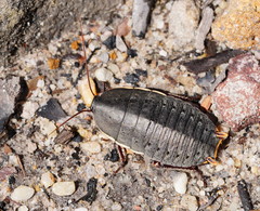 Polyzosteria limbata