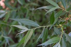 Salix