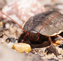 Polyzosteria limbata