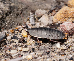 Polyzosteria limbata